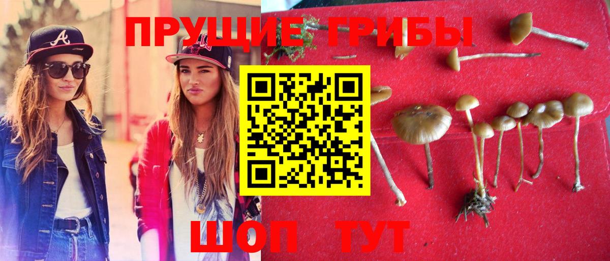 где купить наркоту  Галлюциногенные грибы Psilocybine cubensis  Вход с VPN  Белово 